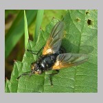 Mesembrina meridiana - Rinderfliege 05.jpg